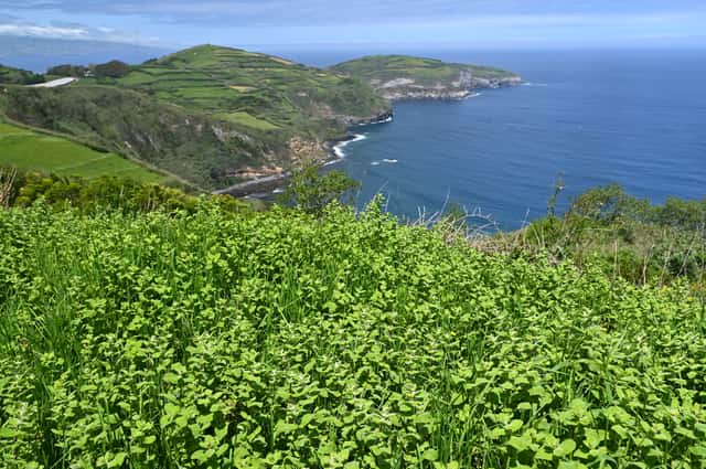 Menta de piña