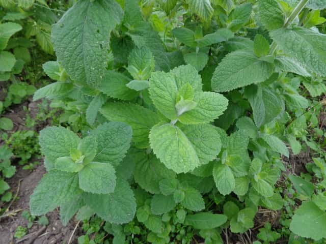 Peppermint