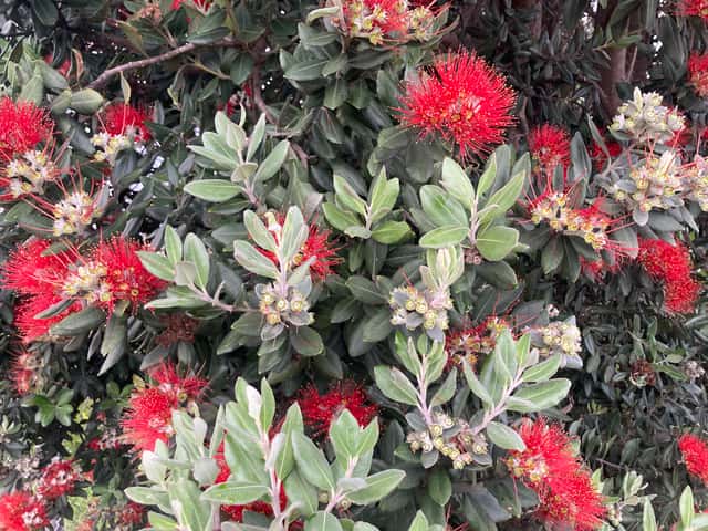 Pohutukawa
