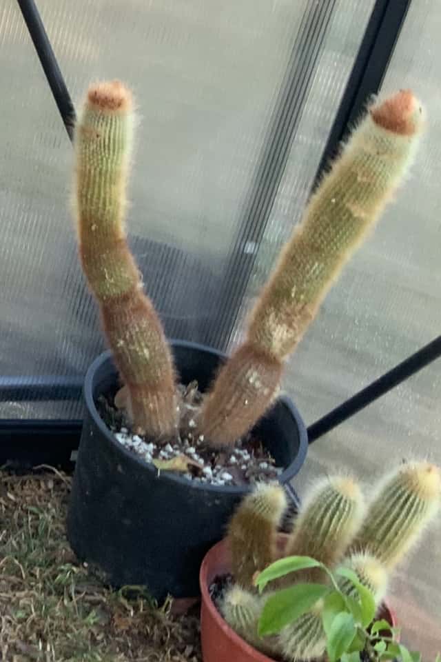 Cacto candelabro