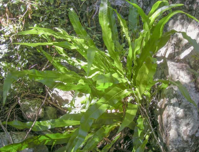 Samambaia Fishtail