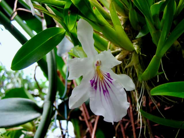 Miltonia Orchid (genus)