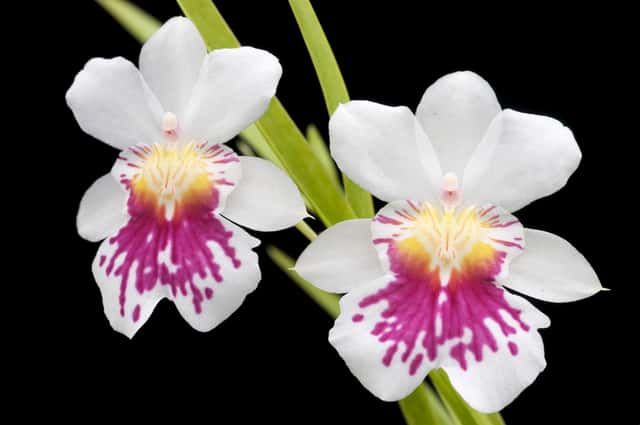 Pansy Orchid
