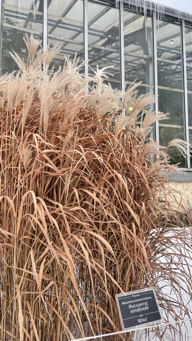 Chinese Silver Grass