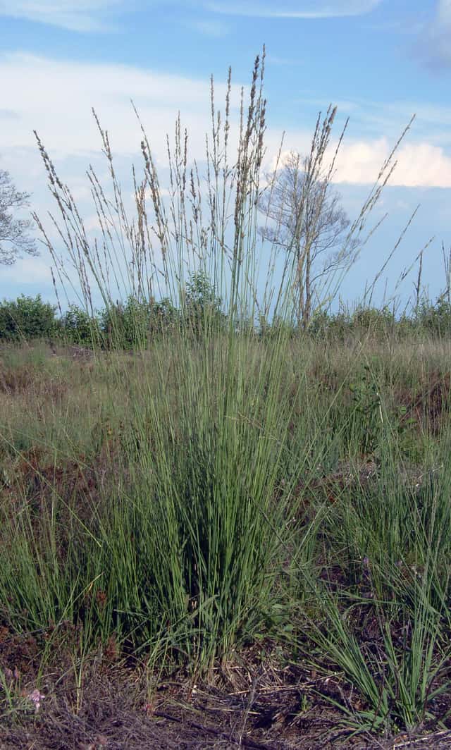 Molinia