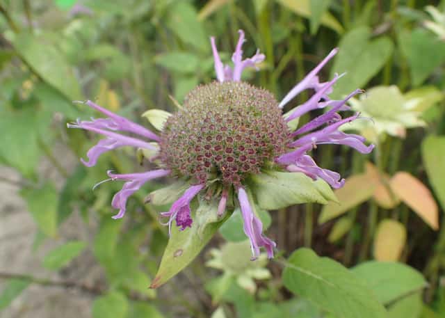 Scarlet Bee Balm
