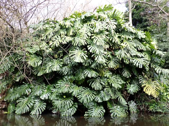 Swiss Cheese Plant