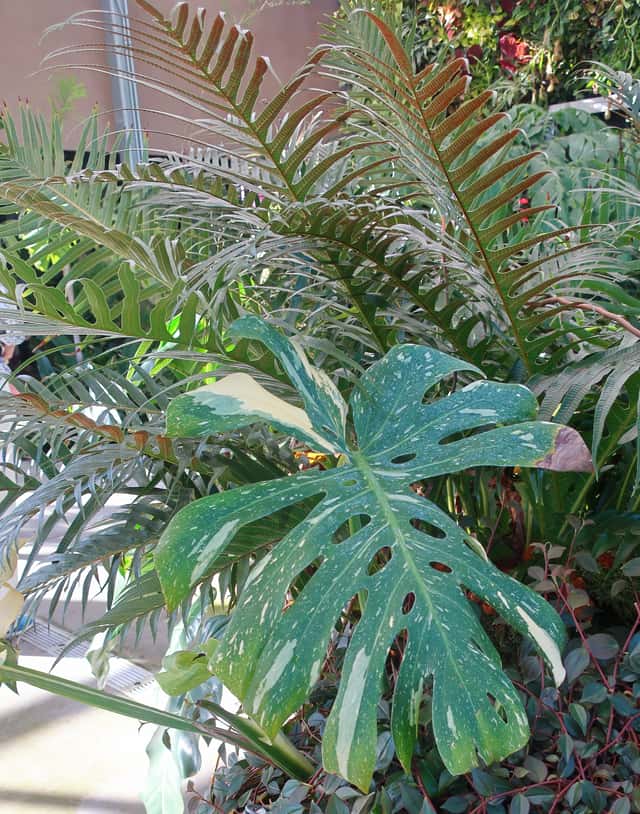 Monstera Thai Constellation