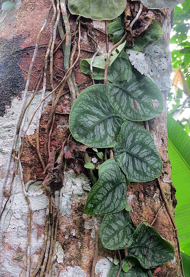 Monstera dubia