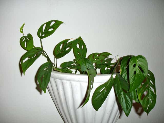 Monstera Friedrichsthalii