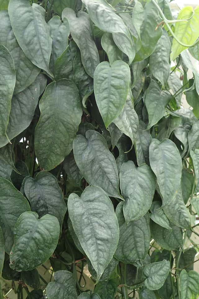 Monstera Prateada
