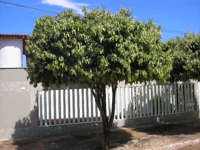Oiti