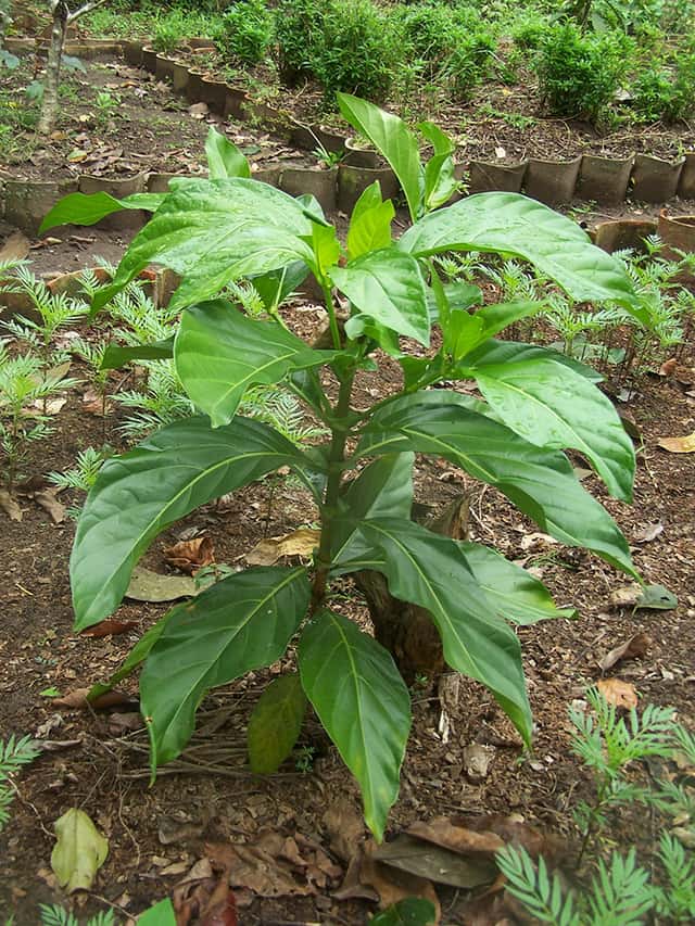 Noni