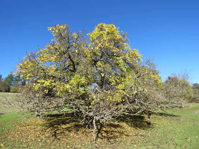 Black Mulberry