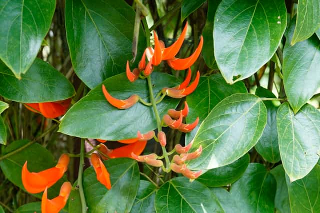 Trepadeira da Nova Guiné