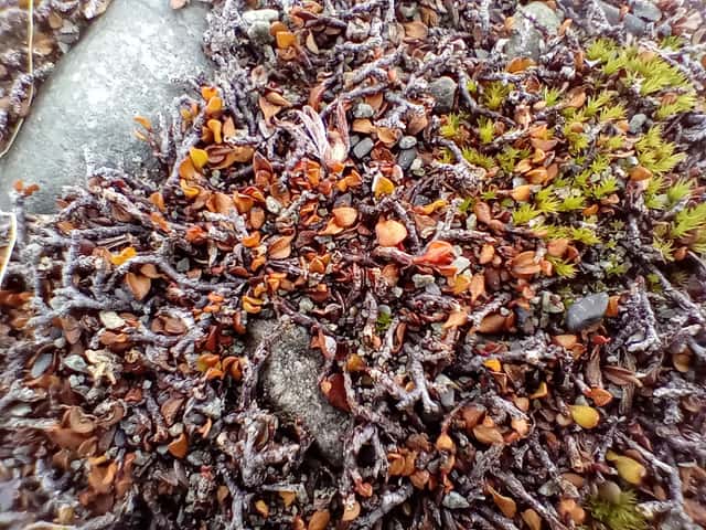 Planta-arame-rasteira