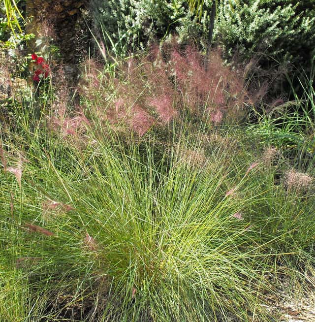 Iarbă de Muhly roz