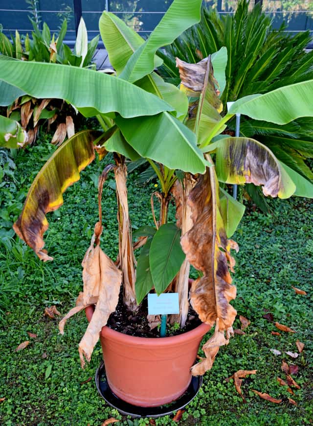 Bananeira-do-Japão