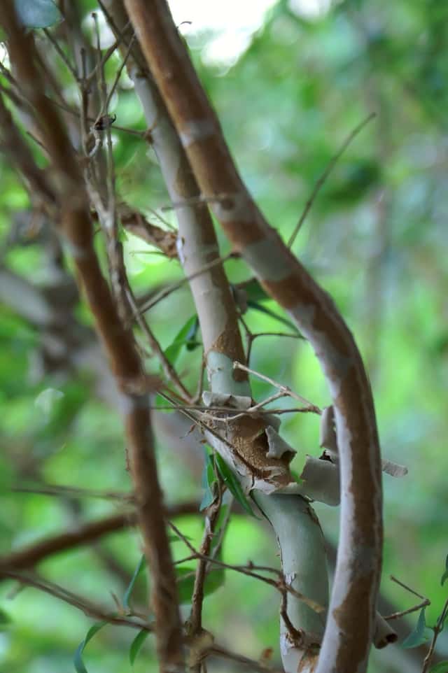 jaboticaba