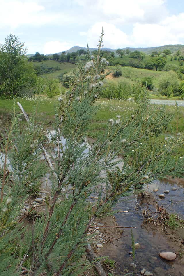 Duitse tamarisk