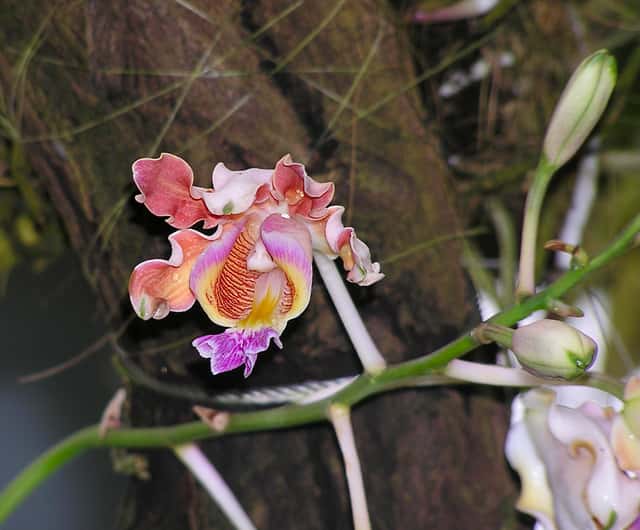 Orquídea-chifre-de-vaca