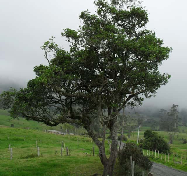 Capororoca