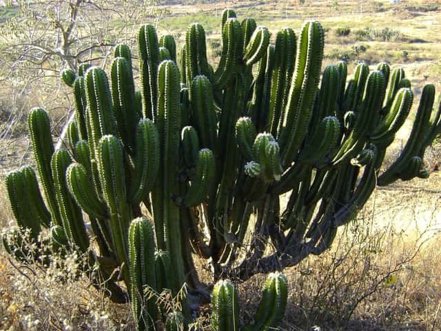 Heidelbeerkaktus