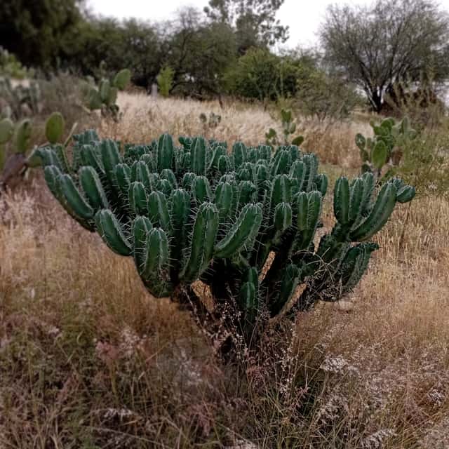 Cactus Vela Azul