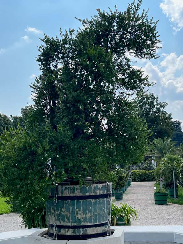Murta