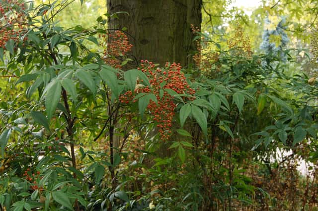 Heavenly Bamboo / Sacred Bamboo (genus)