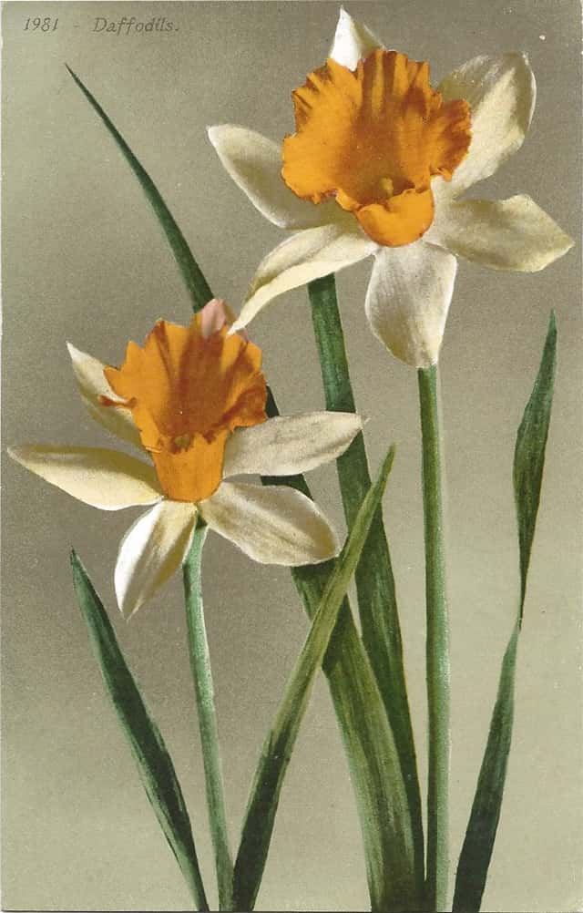 Daffodil