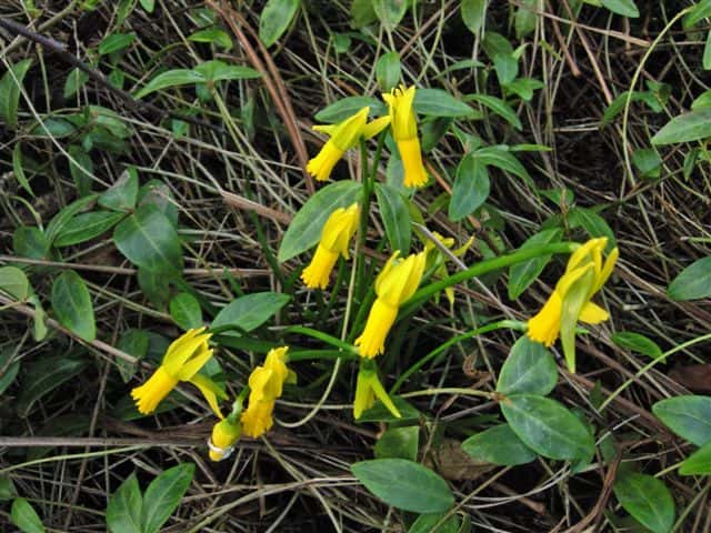 Narciso-de-pétalas-reflexas