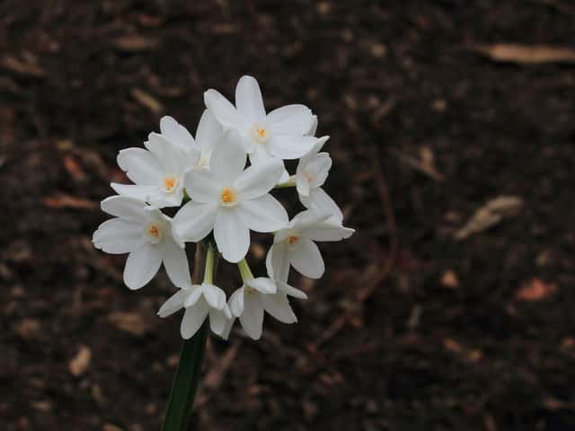 Narciso-de-inverno