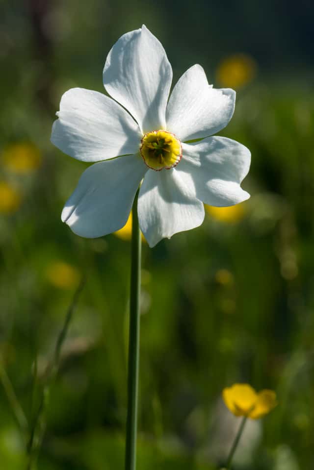 Poet's Narcissus