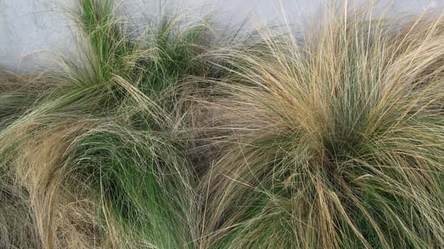 Estipa