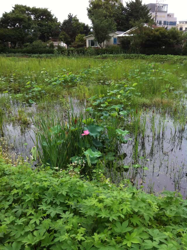 Lotus sacré