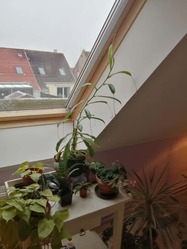 Planta-jarro / Nepentes (gênero)