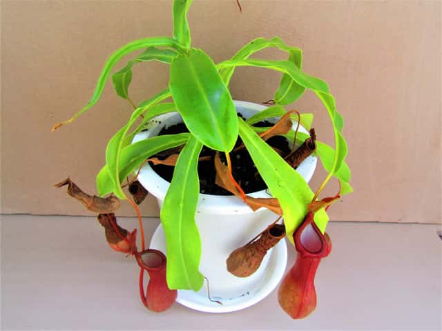 Planta-jarra-comum