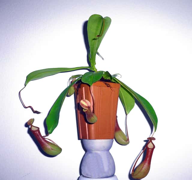 Ventrata pitcher plant
