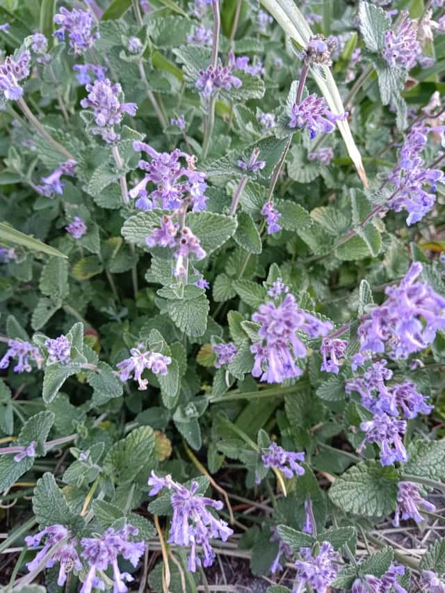 Persian Catmint
