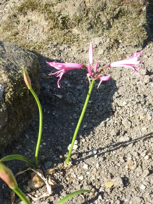 Nerine