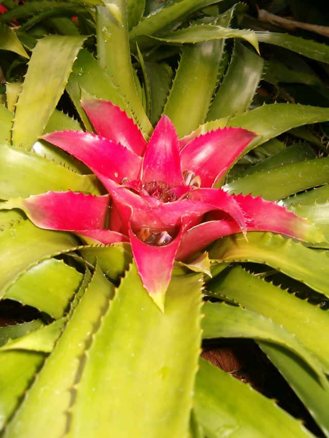 Blushing Bromeliad