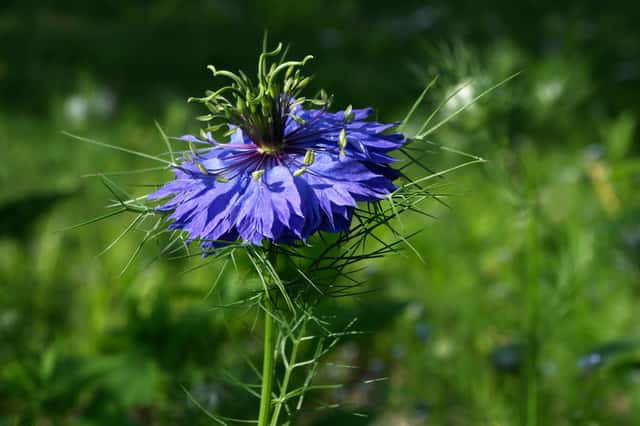Nigela