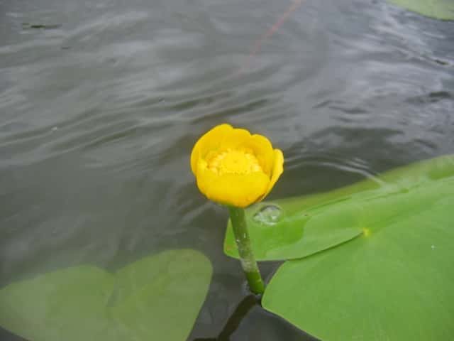 Nenúfar amarillo