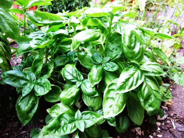 Basil (genus)