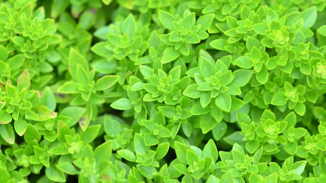 Greek Basil