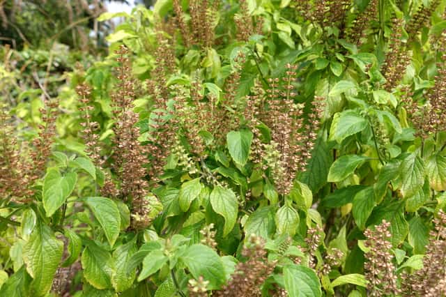 African Basil