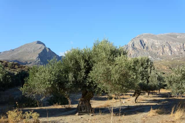 Oliveira