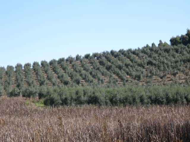 Oliveira Arbequina