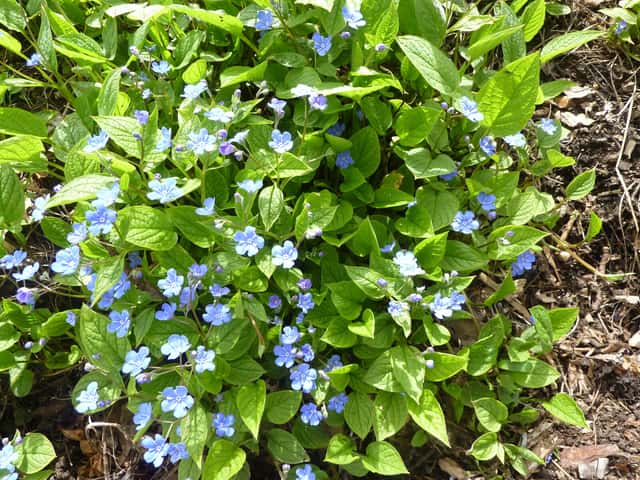 Omphalodes verna